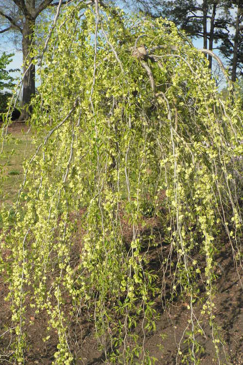 Ulmus minor subsp. minor 'Pendula' (weeping smoothleaf elm)