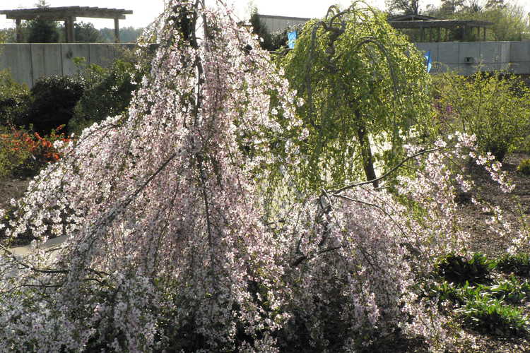 Prunus incisa 'Pendula' (weeping Fuji cherry)