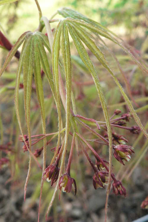 Acer palmatum 'Linearilobum' (green narrowleaf Japanese maple)