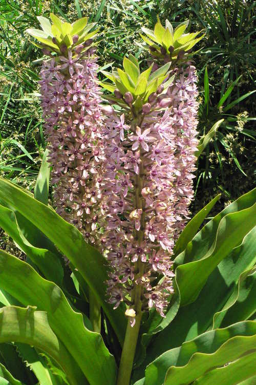 Eucomis 'Reuben' (hybrid pineapple lily)