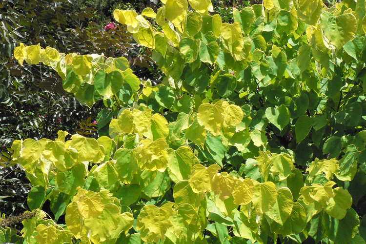 Cercis canadensis 'Hearts of Gold' (gold-leaf eastern redbud)