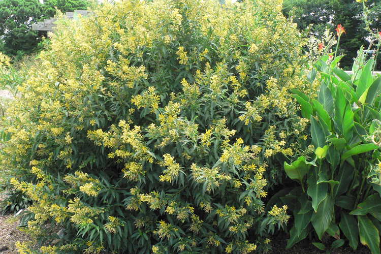 Cestrum parqui (willow-leaved jessamine)