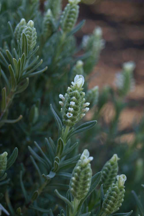 Lavandula pedunculata subsp. lusitanica (narrow leaf Spanish lavender)