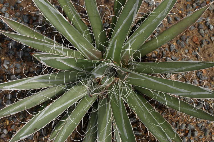 Agave parviflora (small-flowered agave)