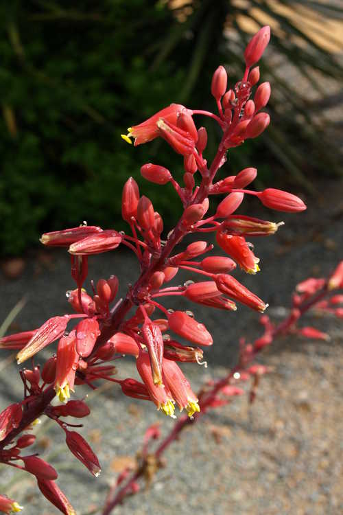 Hesperaloe parviflora (red yucca)