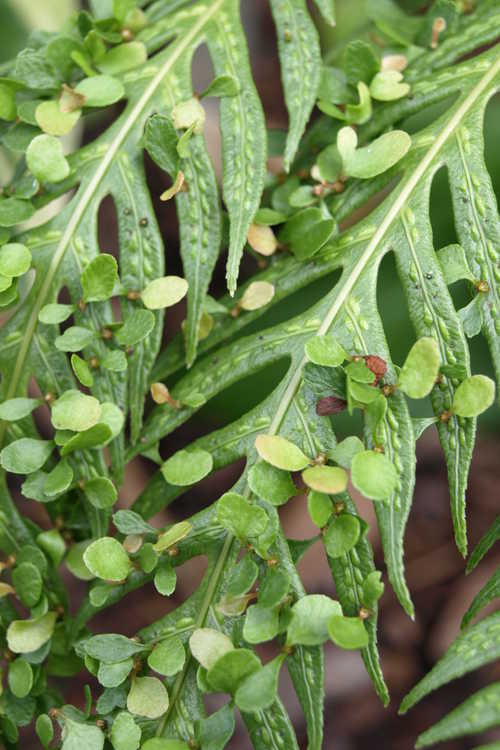 Woodwardia orientalis (Oriental chain fern)