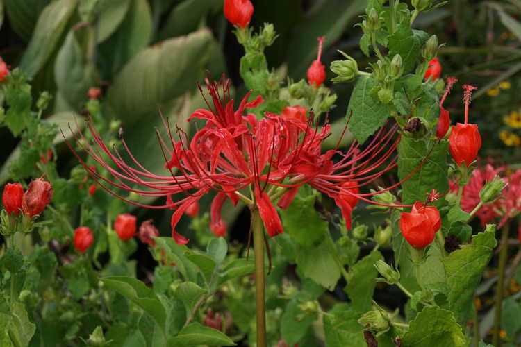 Lycoris radiata var. radiata (red surprise-lily) and Malvaviscus arboreus var. drummondii (Turk's cap) - Throughout the JCRA