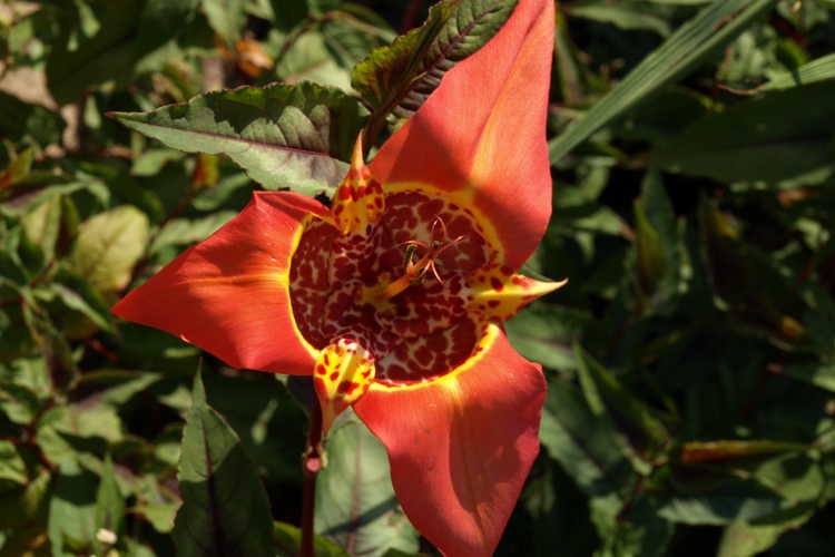 Tigridia pavonia (Mexican shellflower)