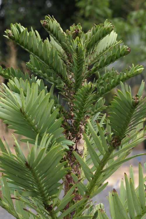 Wollemia nobilis (Wollemi pine)