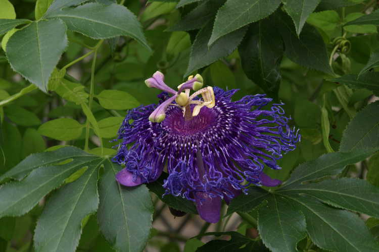 Passiflora 'Inspiration' (purple passion flower)