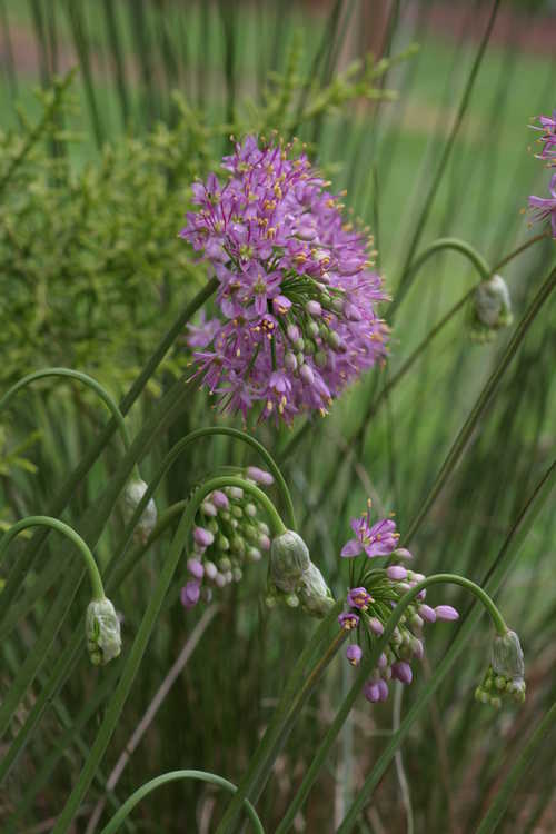 Allium stellatum (prairie onion)