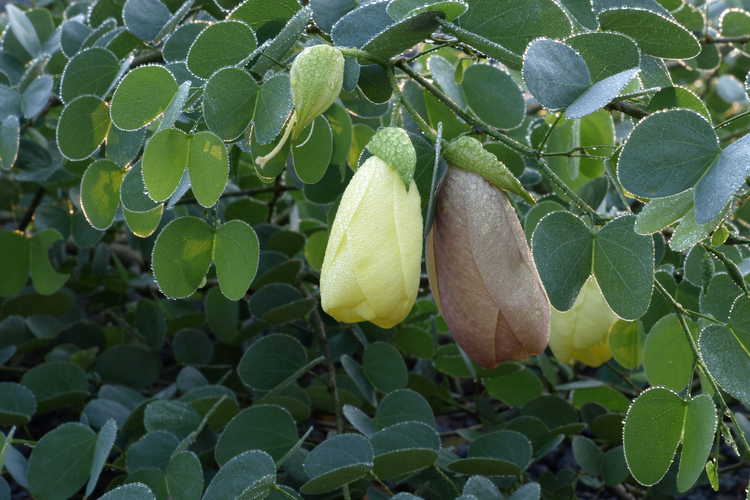 Bauhinia tomentosa (yellow bauhinia)