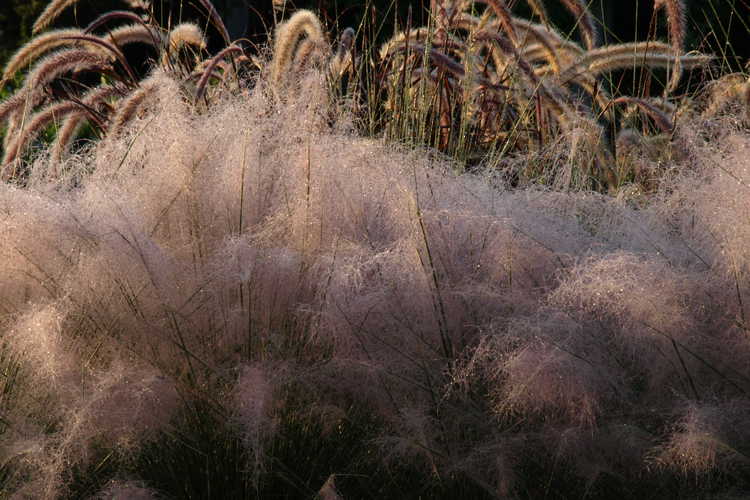 Muhlenbergia capillaris (muhly grass)