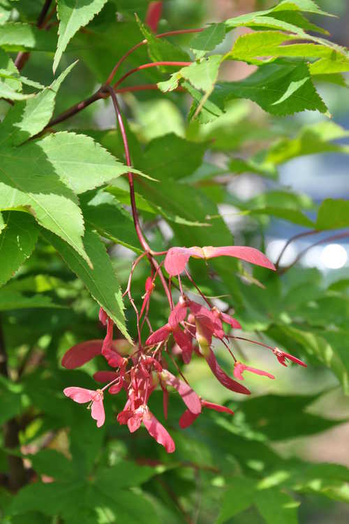 Acer palmatum 'Ōsakasuki' (green-leaf Japanese maple)