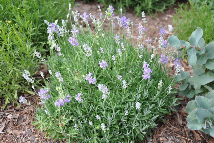 Lavandula angustifolia 'Blue Cushion' (English lavender)