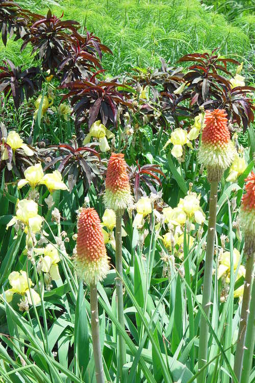 Iris 'Coronation' (tall bearded iris) and Kniphofia (red-hot poker) and Prunus persica 'Bonfire' (purple-leaf peach) - Perennial Border and Nearby Borders
