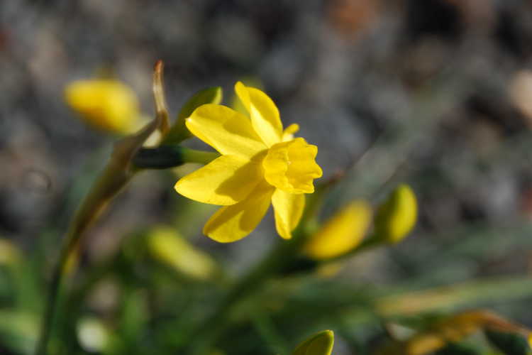 Narcissus jonquilla var. henriquesii (miniature daffodil)