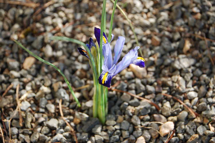 Iris [Reticulata Group] 'Gordon' (netted iris)