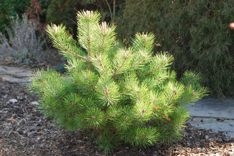 Pinus densiflora 'Vibrant' (dwarf Japanese red pine)