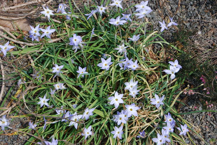 Ipheion uniflorum 'Wisley Blue' (spring star flower)