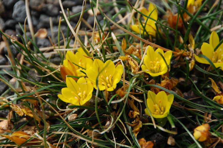 Nothoscordum sellowianum (false yellow crocus)