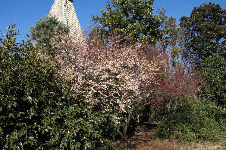 Prunus mume 'Matsurabara Red' (red Japanese flowering apricot) and Prunus mume 'Trumpet' (pink Japanese flowering apricot)