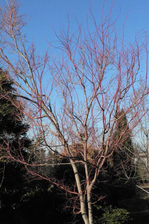Acer palmatum 'Sango kaku' (coral-bark Japanese maple)