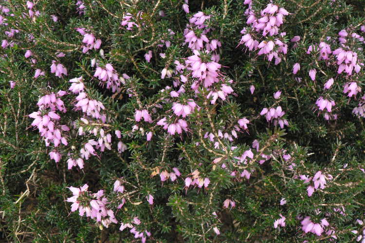 Erica ×darleyensis 'Furzey' (Darley heath) - This hybrid is very heat tolerant