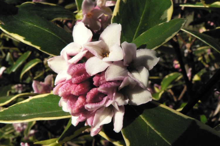 Daphne odora 'Aureomarginata' (gold-edged winter daphne) - One of the most fragrant winter flowering shrubs
