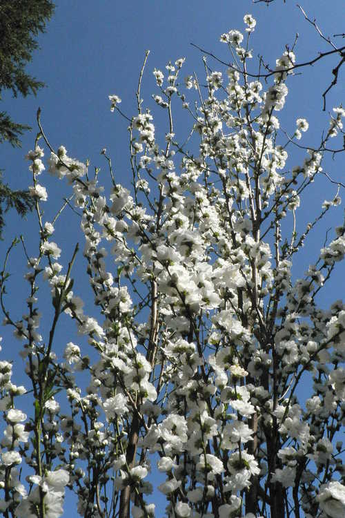 Prunus persica 'Corinthian White' (columnar flowering peach)