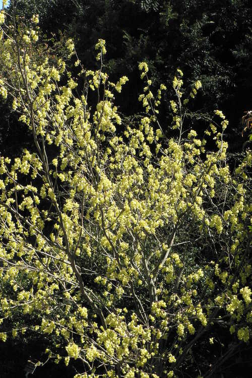 Corylopsis sinensis var. calvescens f. veitchiana (Veitch's winterhazel)