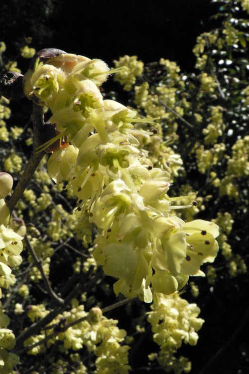 Corylopsis sinensis var. calvescens f. veitchiana (Veitch's winterhazel)