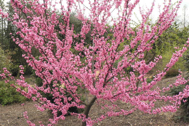 Cercis canadensis 'Tennessee Pink' (eastern redbud)