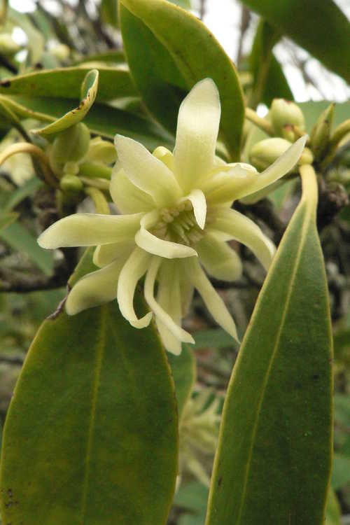 Illicium floridanum f. album (white Florida anise)