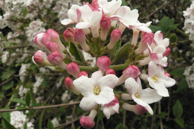Viburnum ×burkwoodii 'Mohawk' (Egolf hybrid Burkwood viburnum)