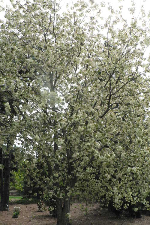 Prunus 'Ukon' (green-flowering cherry)