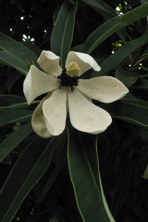 Magnolia yuyuanensis (Yunnan wood-lotus)