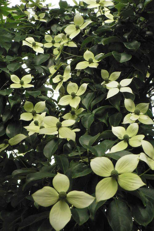 Cornus elliptica 'First Choice' (evergreen flowering dogwood)