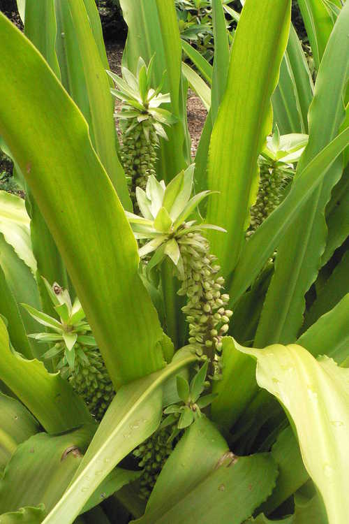 Eucomis pole-evansii (Transvaal pineapple-lily)