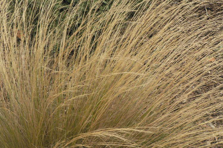 Stipa lessingiana 'Capriccio' (feather grass)