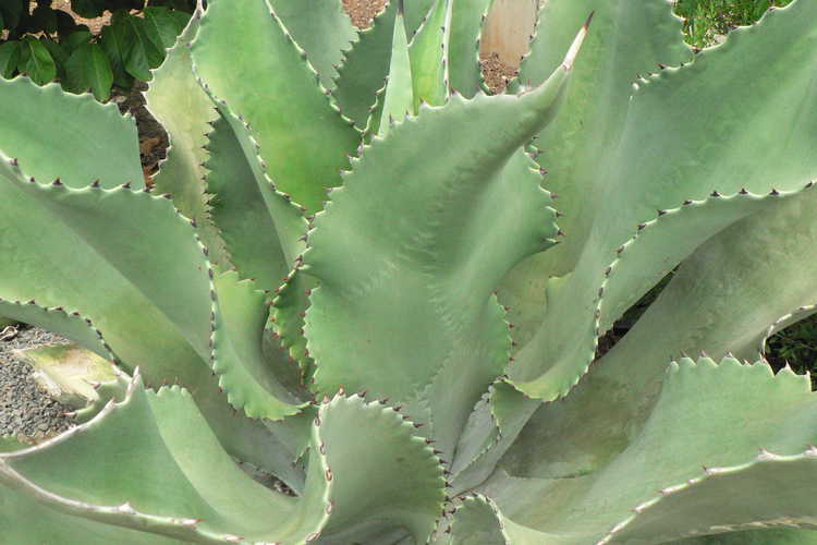 Agave 'Mr. Ripple' (hybrid century plant)