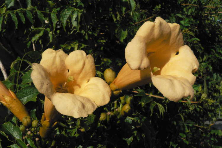 Campsis radicans 'Apricot' (trumpet vine)