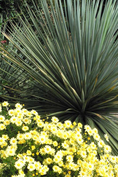 Chrysanthemum (15-501 yellow) and Nolina nelsonii (Nelson's blue bear-grass)