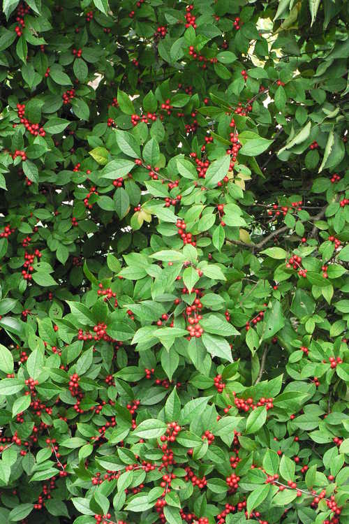 Ilex verticillata 'Scarlett O'Hara' (winterberry holly)
