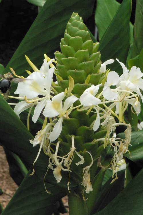 Hedychium 'White Starburst' (hardy ginger-lily)