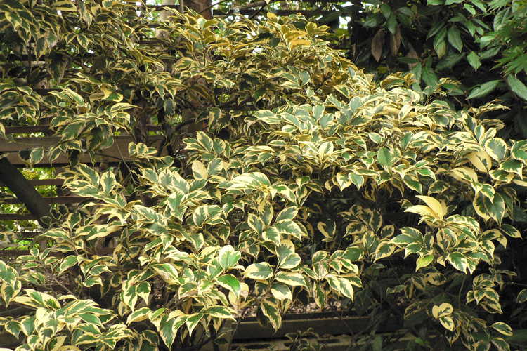 Castanopsis cuspidata var. sieboldii 'Angyo Yellow' (variegated Japanese chinquapin)