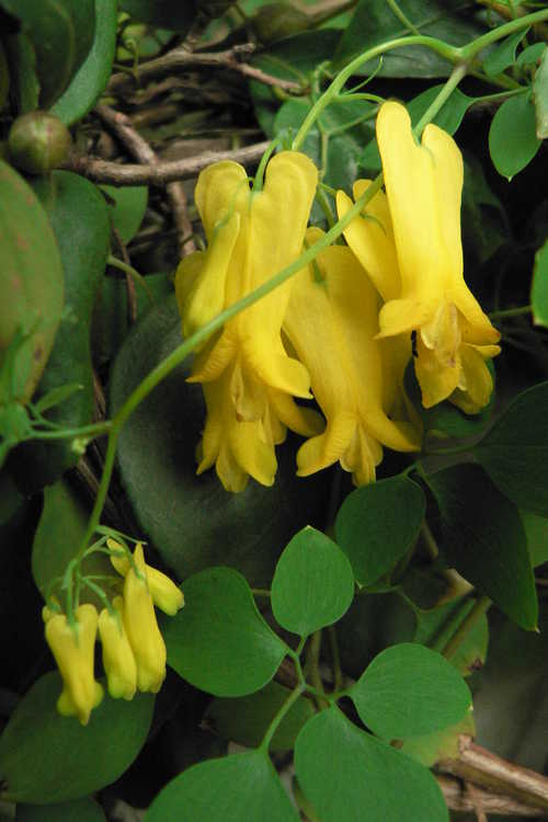 Dactylicapnos macrocapnos (yellow bleeding heart vine)