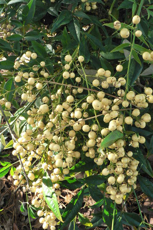 Nandina domestica 'Leucocarpa' (yellow-berried heavenly bamboo)