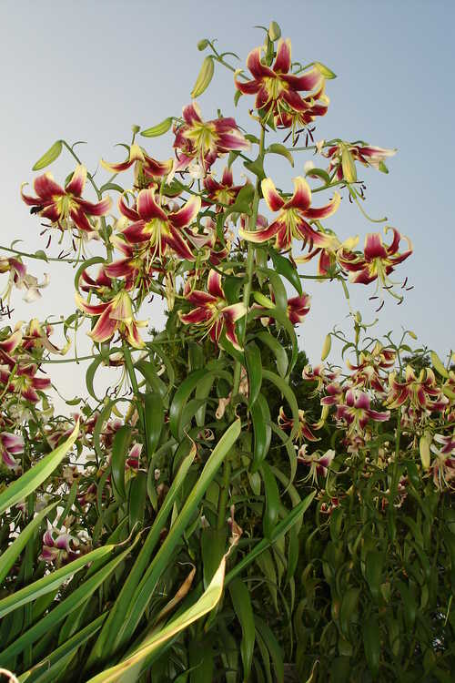 Lilium 'Scheherazade' (oriental-trumpet lily)