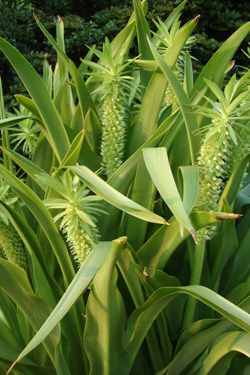 Eucomis comosa 'Peace Candles' (pineapple-lily)